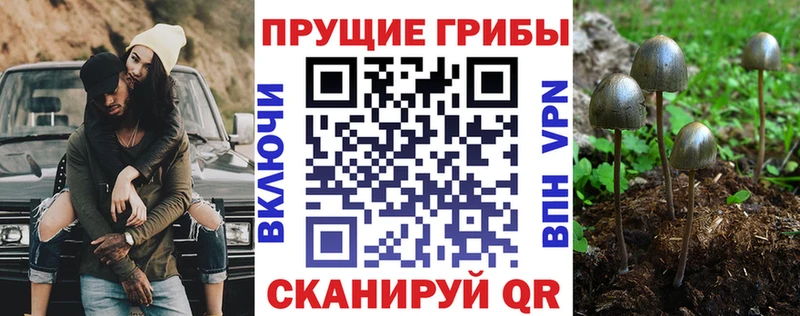 Галлюциногенные грибы Psilocybine cubensis  Купить где  Артём 